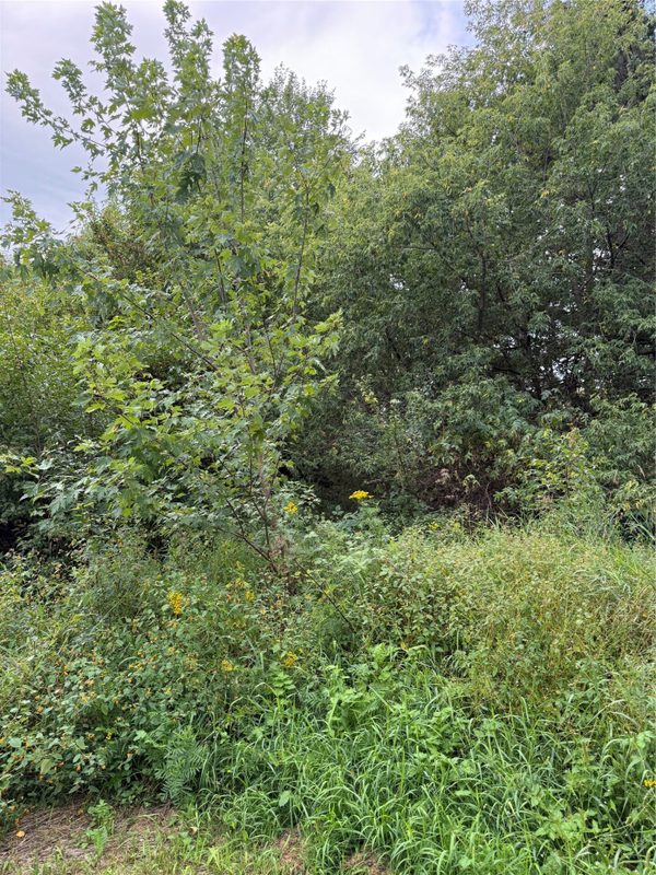 5956 County Hwy H, Stanley WI 54745 - Land house for sale - MLS #1604622 - image16