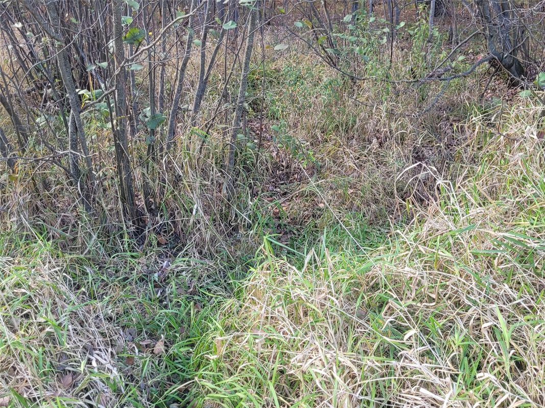 N10835 Kovar Road, Merrillan WI 54741 - Land house for sale - MLS #1606219 - image5