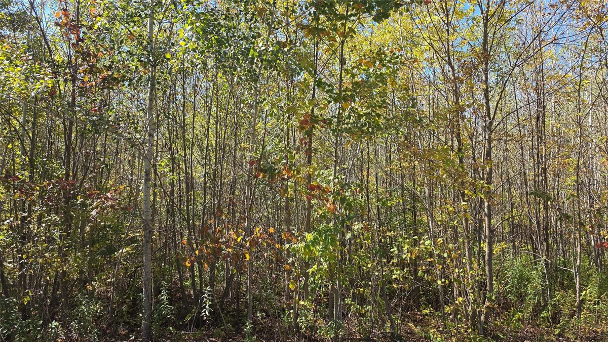 On County HWY W, Winter WI 54896 - Land house for sale - MLS #1605419 - image9