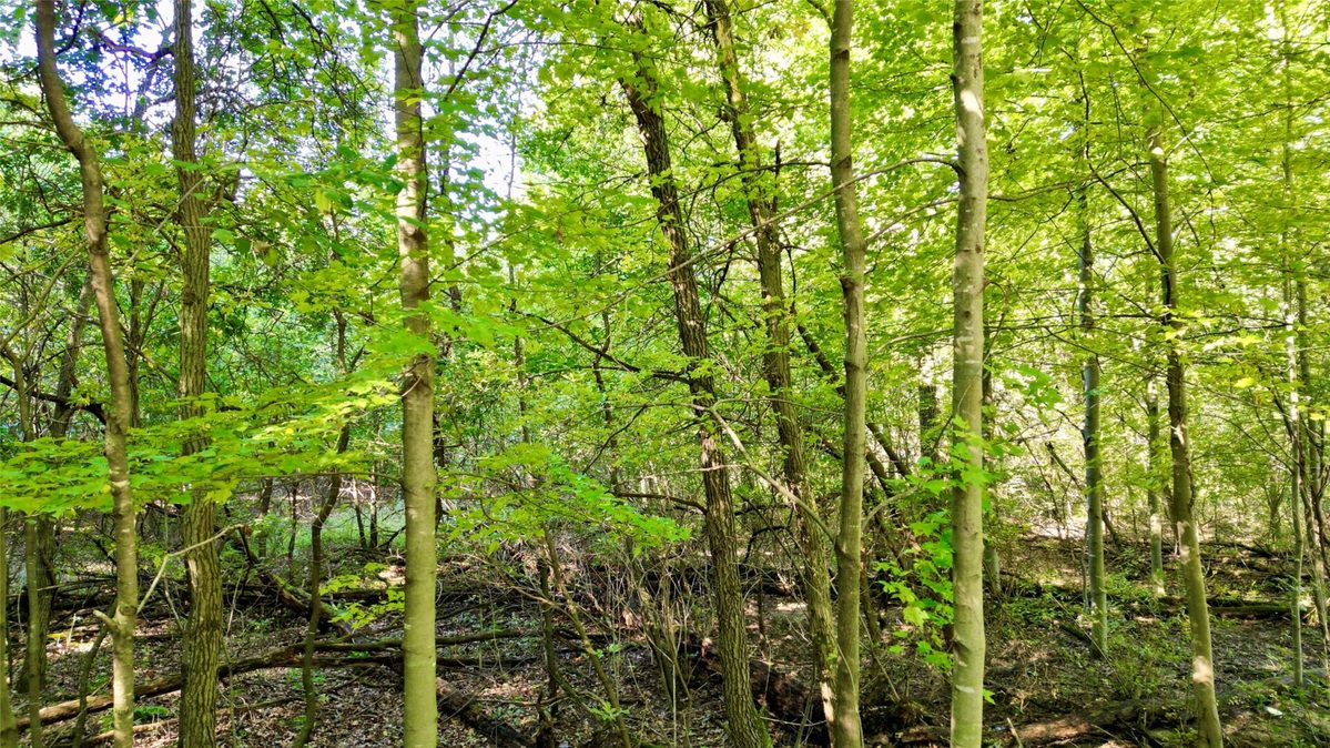 N6497 906th Street, Elk Mound WI 54739 - Land house for sale - MLS #1605558 - image3
