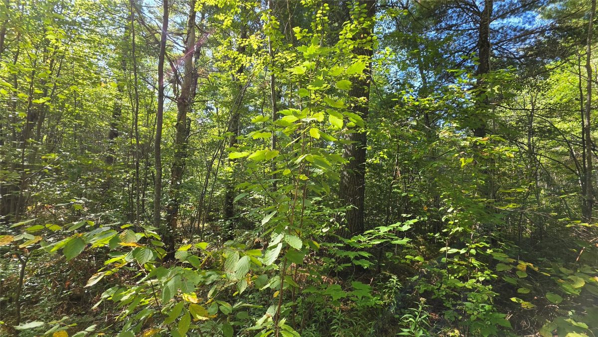 4602W State HWY 70, Winter WI 54896 - Land house for sale - MLS #1605196 - image14