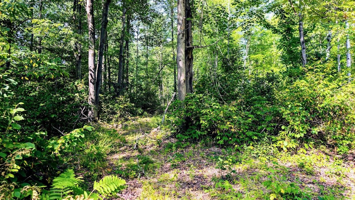 W8185 County Road J, Ladysmith WI 54848 - Land house for sale - MLS #1604406 - image25