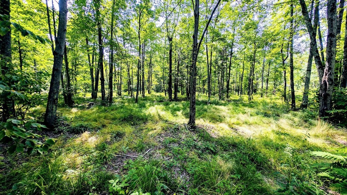 W8185 County Road J, Ladysmith WI 54848 - Land house for sale - MLS #1604406 - image34