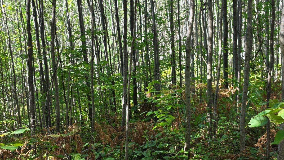 4602W State HWY 70, Winter WI 54896 - Land house for sale - MLS #1605196 - image6