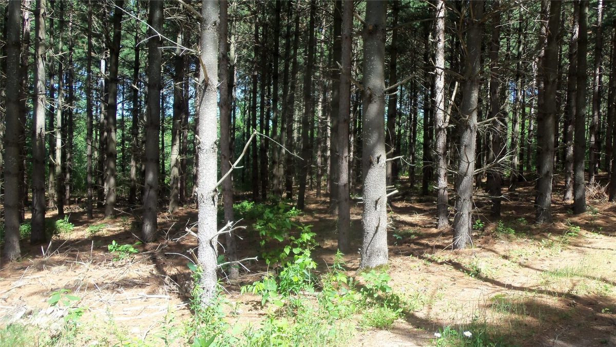 XXX Bashaw Store Road, Shell Lake WI 54871 - Land house for sale - MLS #1603494 - image6