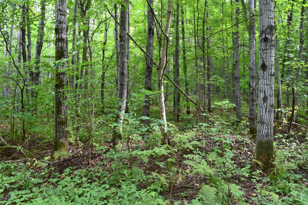 26615 Star Route Road, Bayfield WI 54814 - Land house for sale - MLS #1604800 - image41