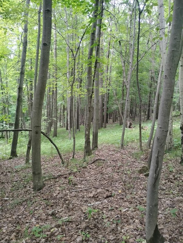 0 1130th Avenue, Colfax WI 54730 - Land house for sale - MLS #1604452 - image8