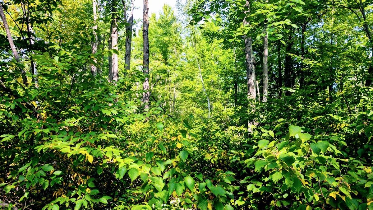 W8185 County Road J, Ladysmith WI 54848 - Land house for sale - MLS #1604406 - image35