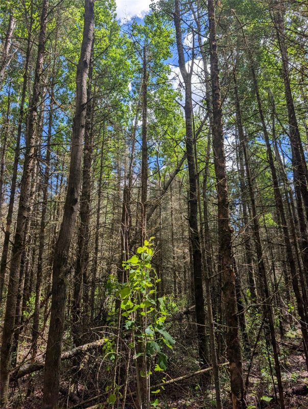 Lot 4 Main Road, Springbrook WI 54875 - Land house for sale - MLS #1602445 - image13