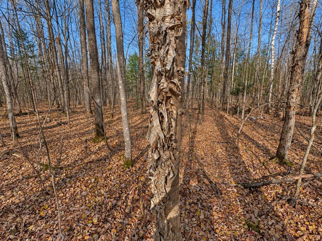 76886 Red House Road, Mellen WI 54546 - Land house for sale - MLS #1606363 - image9
