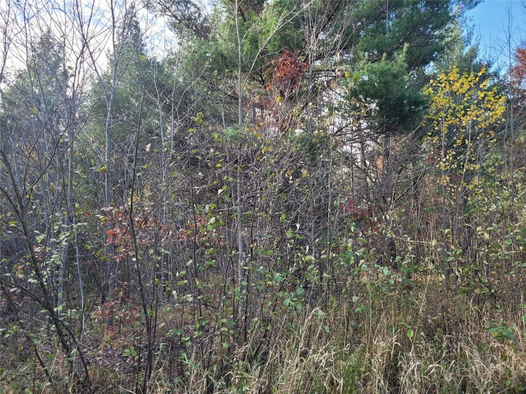 N10835 Kovar Road, Merrillan WI 54741 - Land house for sale - MLS #1606219 - image22