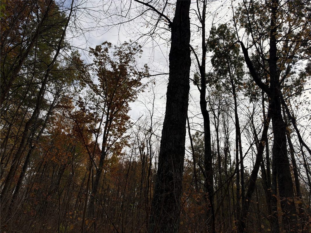 OOO Richfield Wood Road, Arpin WI 54410 - Land house for sale - MLS #1605936 - image34
