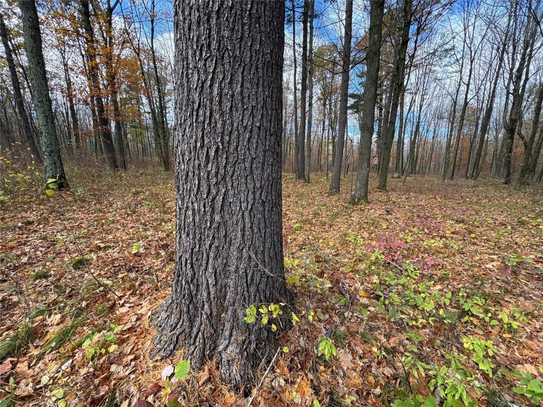 208220 Kane Lane, Mosinee WI 54455 - Land house for sale - MLS #1606074 - image5