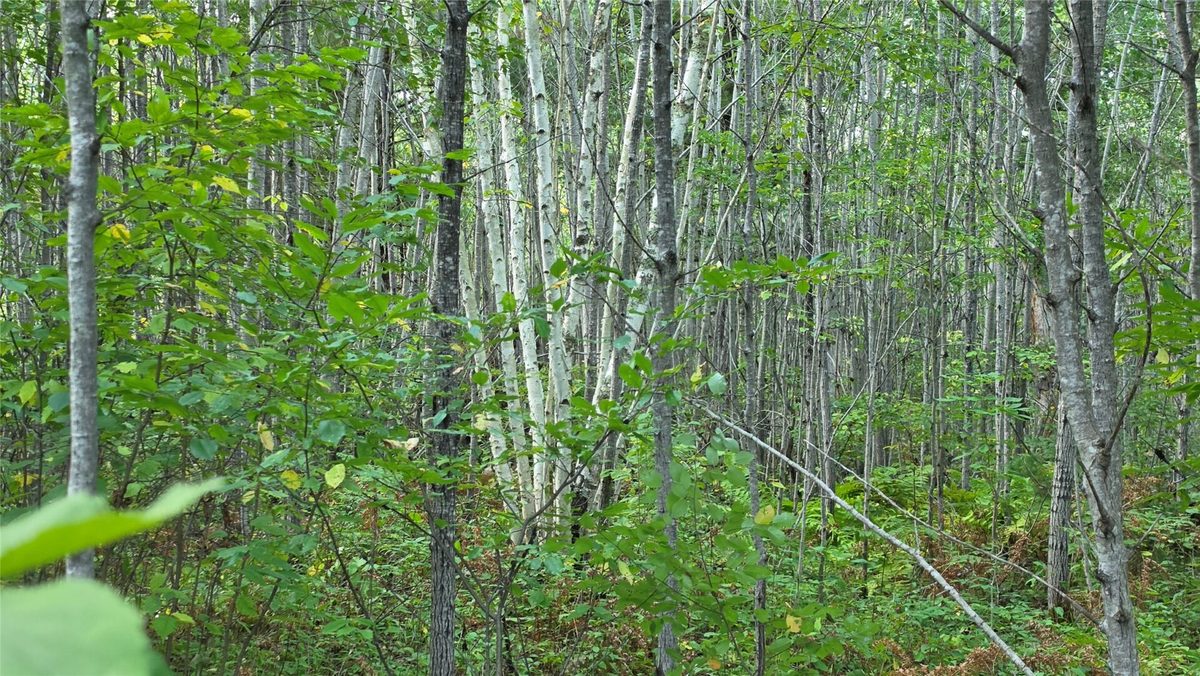 4602W State HWY 70, Winter WI 54896 - Land house for sale - MLS #1605196 - image15