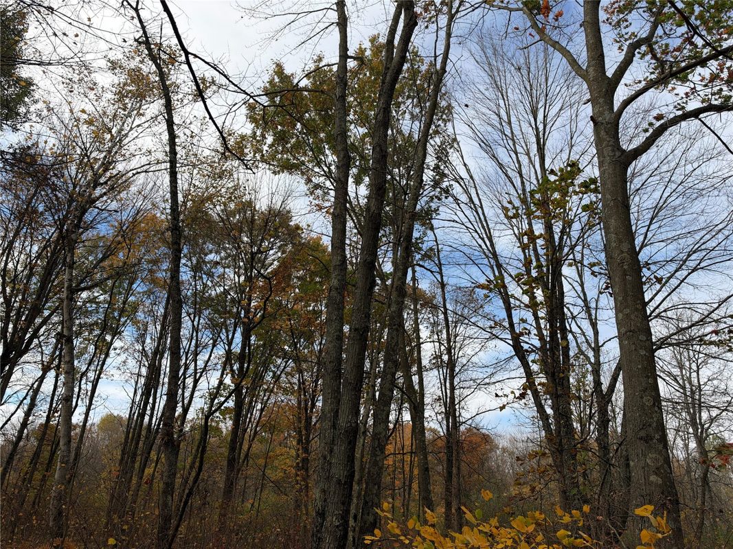 OOO Richfield Wood Road, Arpin WI 54410 - Land house for sale - MLS #1605936 - image41