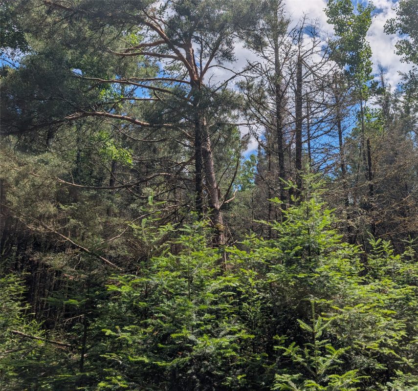 Lot 4 Main Road, Springbrook WI 54875 - Land house for sale - MLS #1602445 - image5