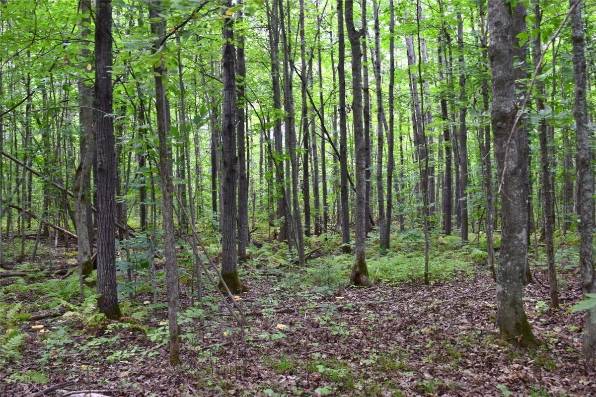 26615 Star Route Road, Bayfield WI 54814 - Land house for sale - MLS #1604800 - image43