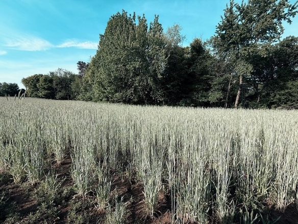 2754 20th Street, Elk Mound WI 54739 - Land house for sale - MLS #1601704 - image1