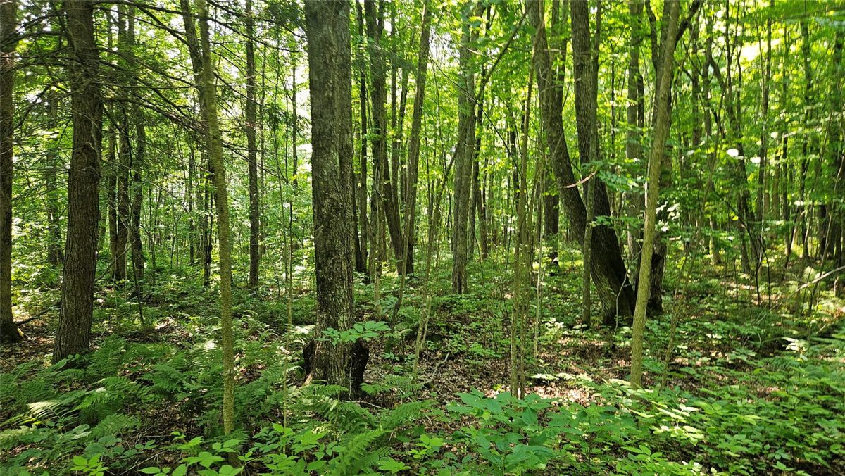 4687 Valesh Road, Couderay WI 54828 - Land house for sale - MLS #1602810 - image6