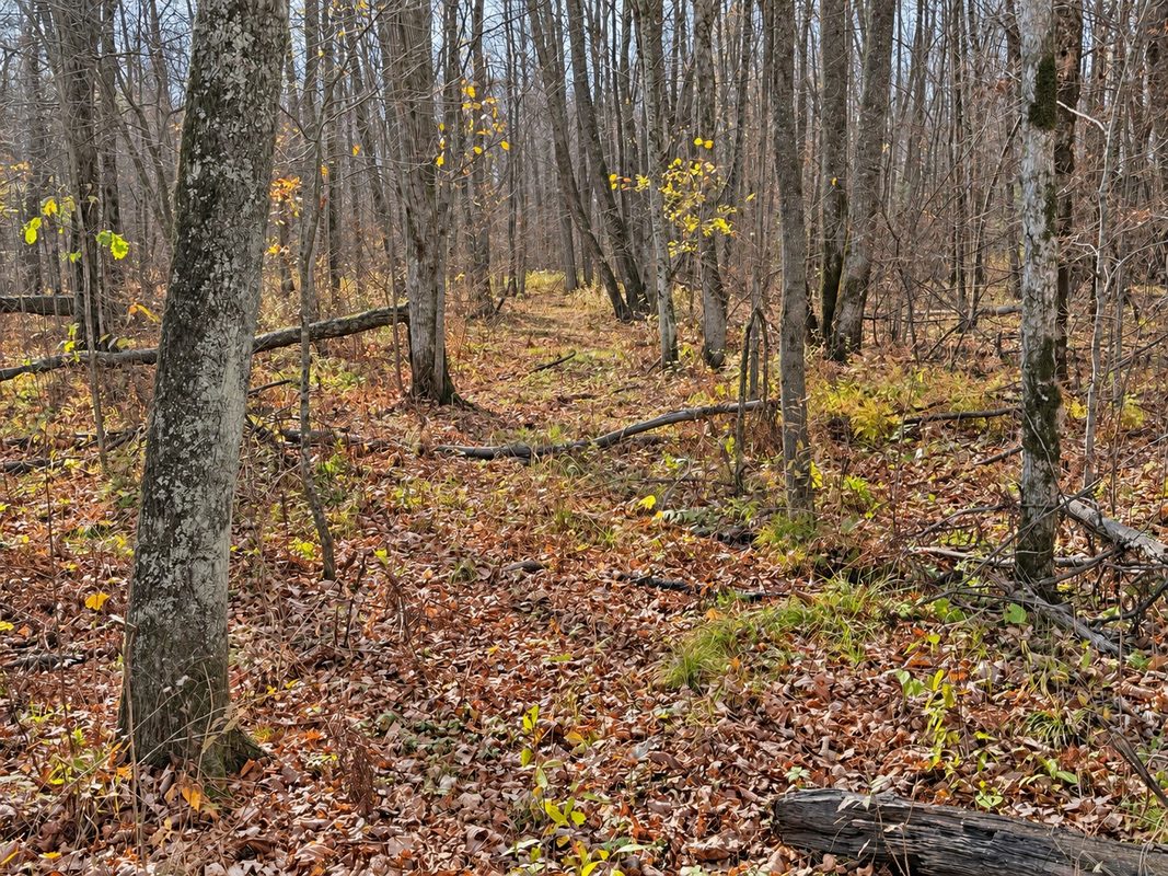 76886 Red House Road, Mellen WI 54546 - Land house for sale - MLS #1606363 - image11