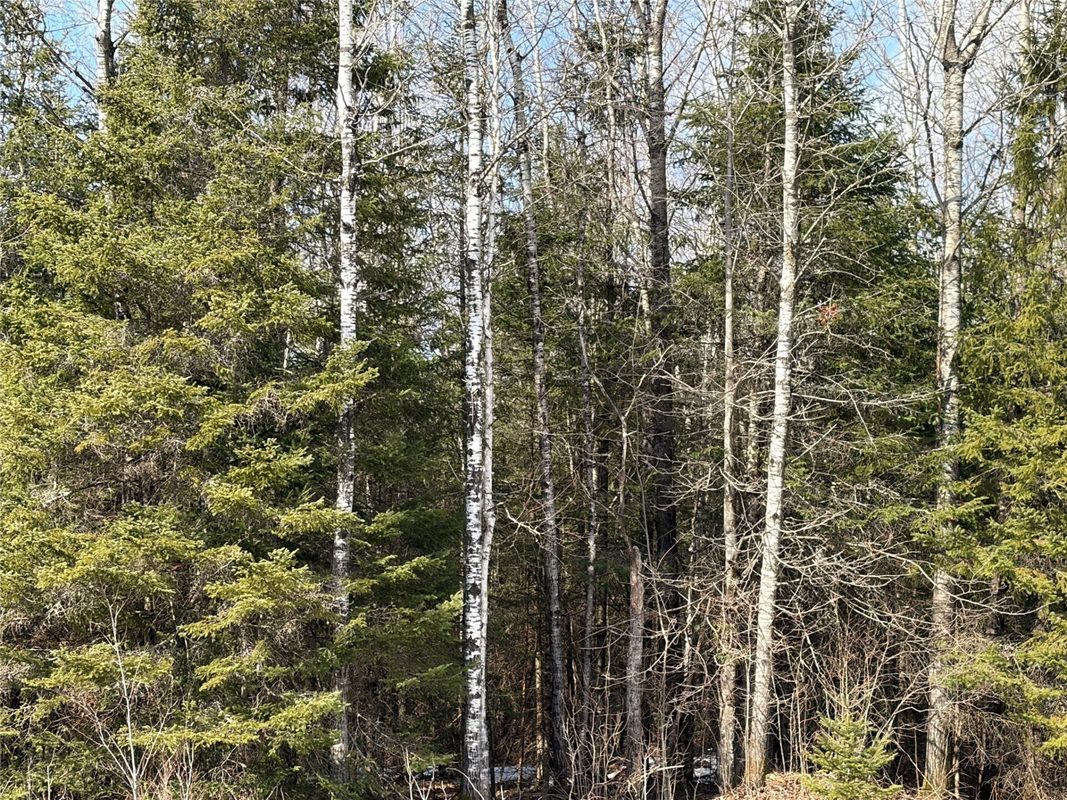 On CTH F Park Falls WI 54552 — photo 5
