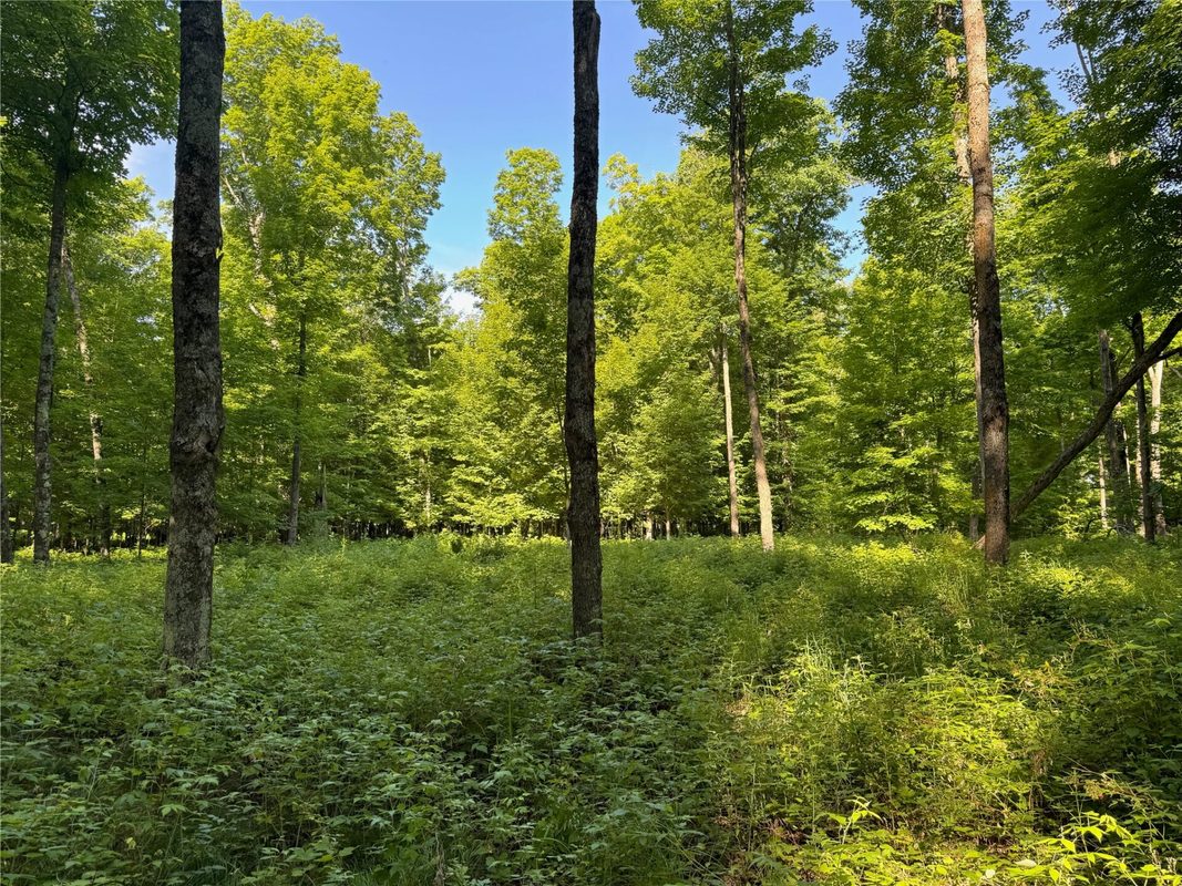 Lot 8 Crane Lane, Hayward WI 54843 - Land house for sale - MLS #1603375 - image19