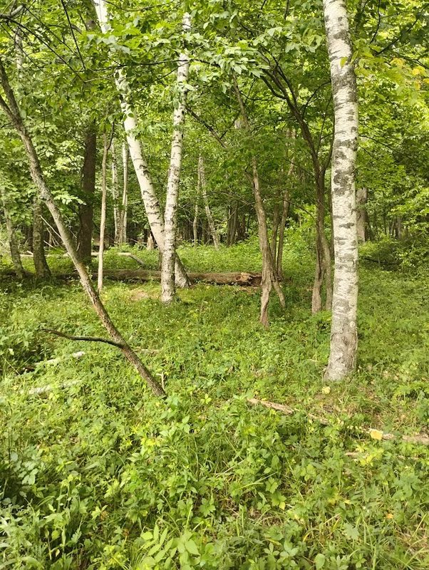 0 1130th, Colfax WI 54730 - Land house for sale - MLS #1604452 - image7