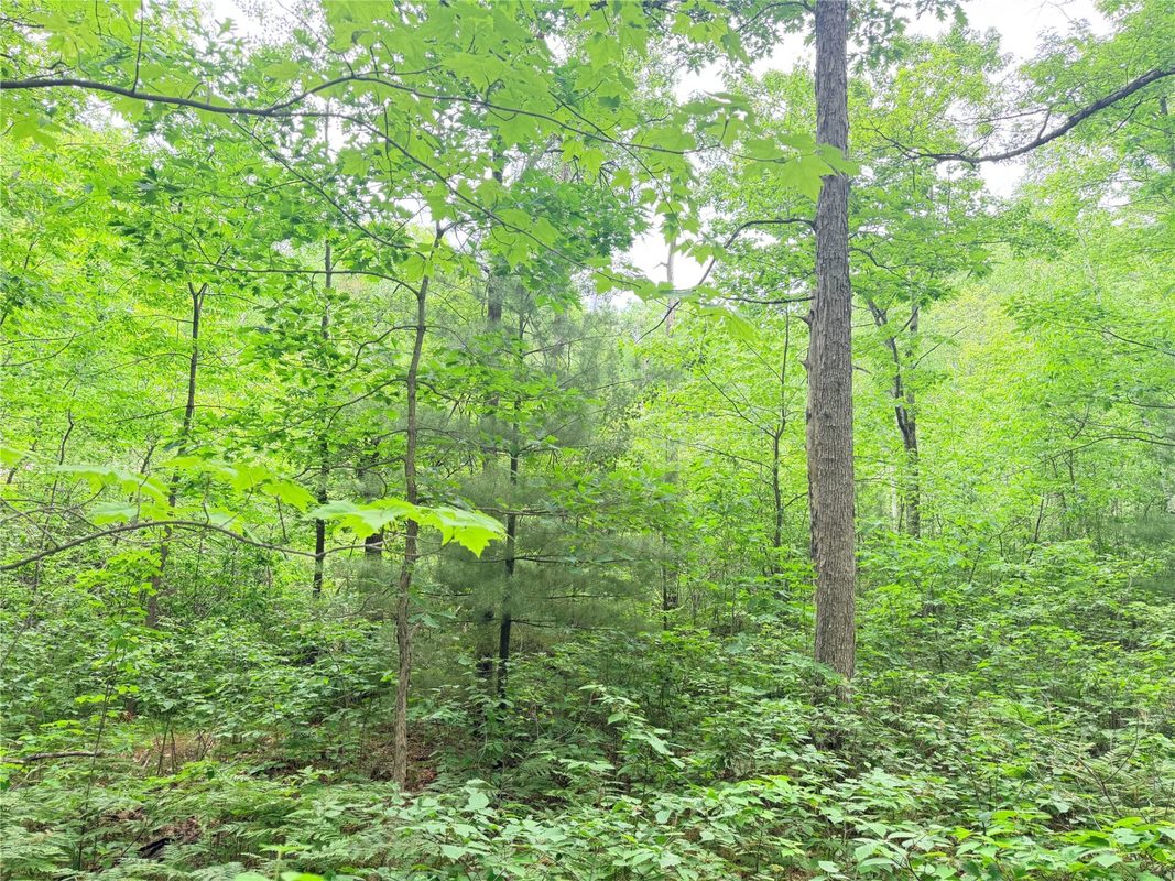 0 Schultz Lane, Stone Lake WI 54876 - Land house for sale - MLS #1601955 - image5