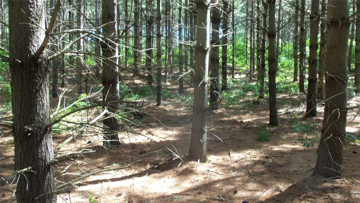 XXX Bashaw Store Road, Shell Lake WI 54871 - Land house for sale - MLS #1603494 - image7