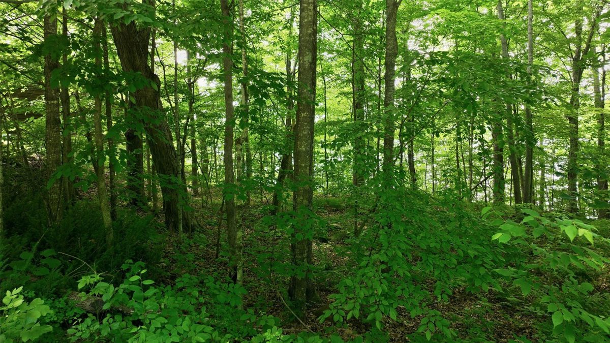 16734 Maple Terrace Drive, Birchwood WI 54817 - Land house for sale - MLS #1600112 - image10
