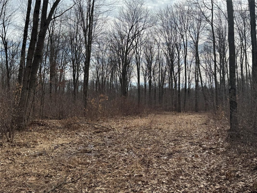 OOO MAPLE Granton WI 54436 — photo 23