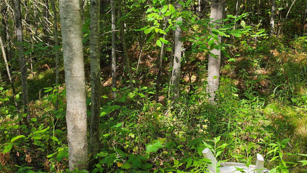 4602W State Highway 70, Winter WI 54896 - Land house for sale - MLS #1605196 - image4