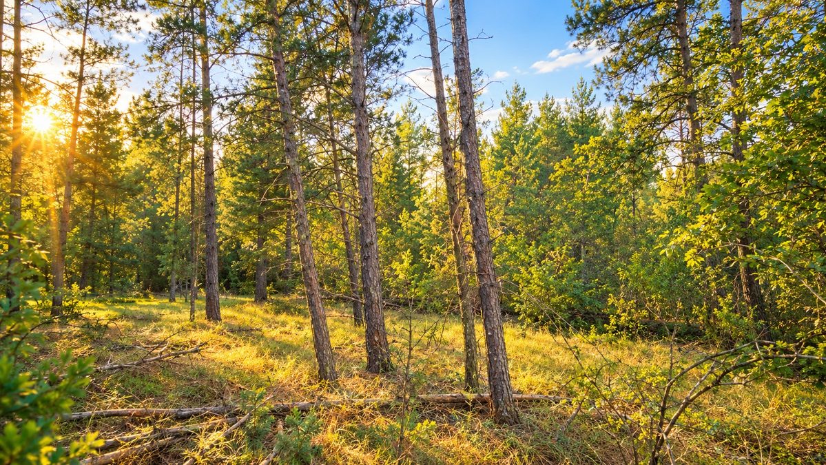 TBD Souix Lane, New Lisbon WI 53950 - Land house for sale - MLS #1605855 - image8