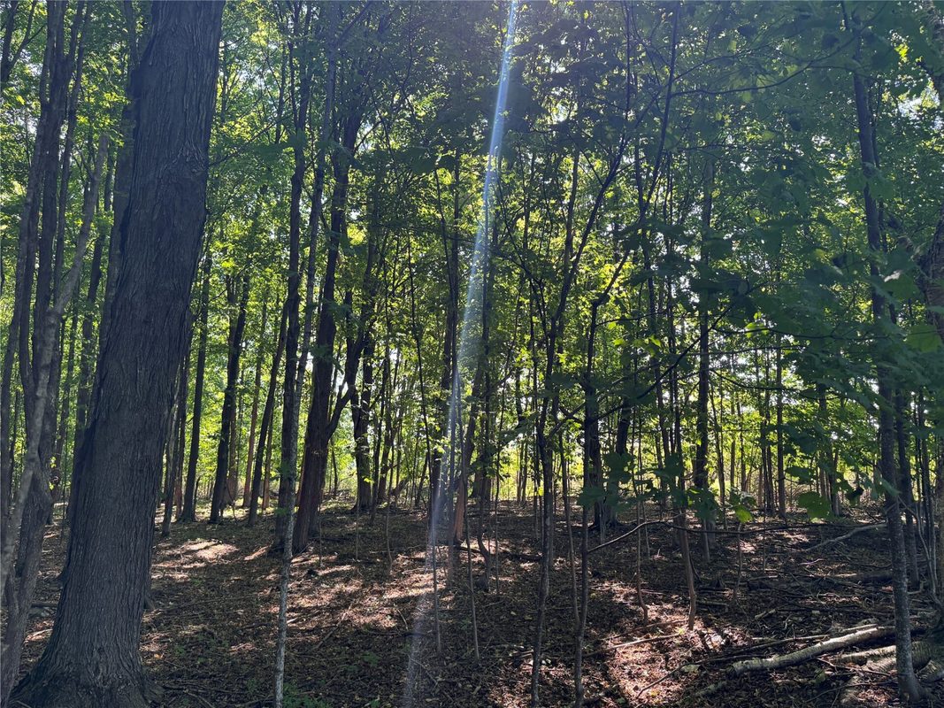 OOO County Road L, Merrill WI 54452 - Land house for sale - MLS #1605059 - image7
