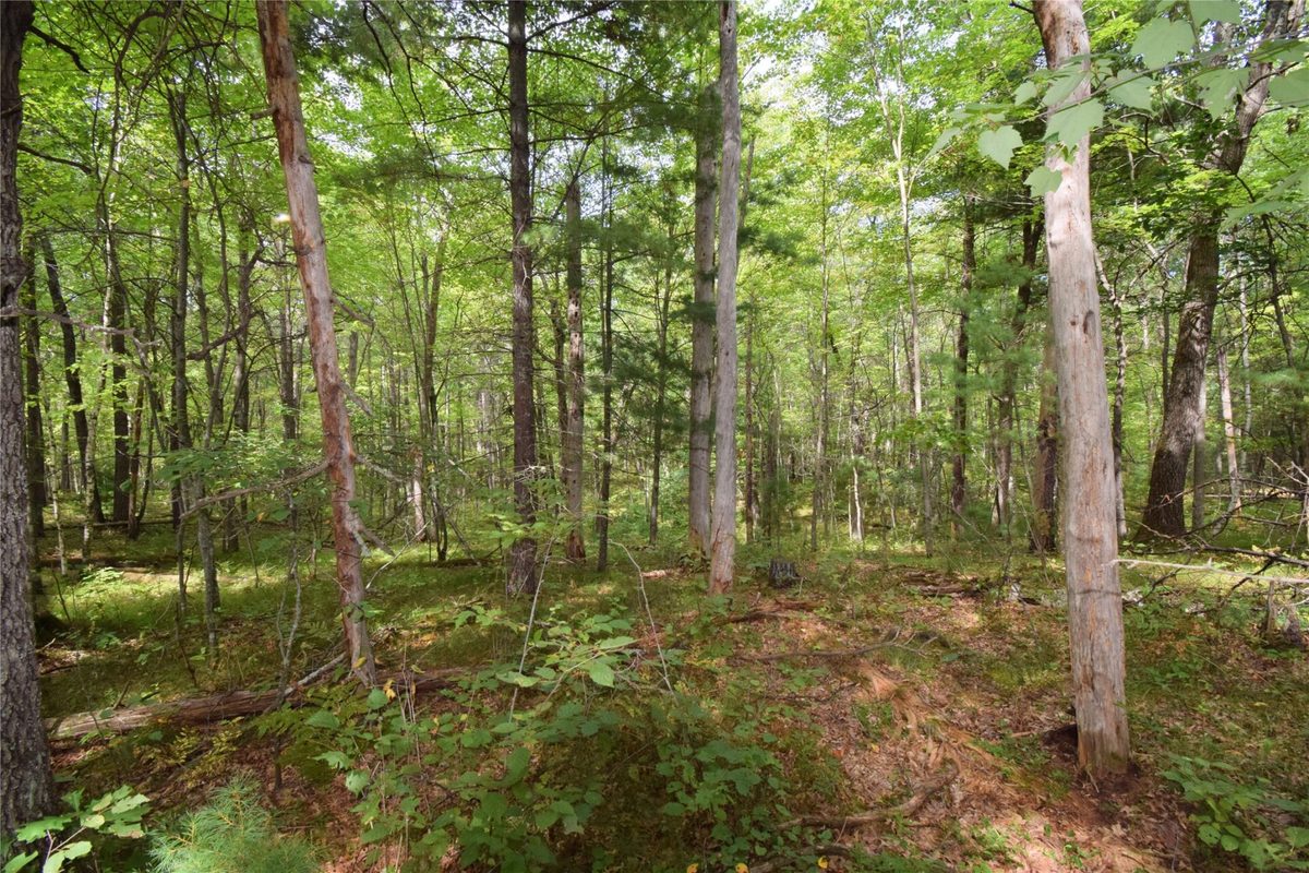 28206 Pardun Road, Danbury WI 54830 - Land house for sale - MLS #1604938 - image39