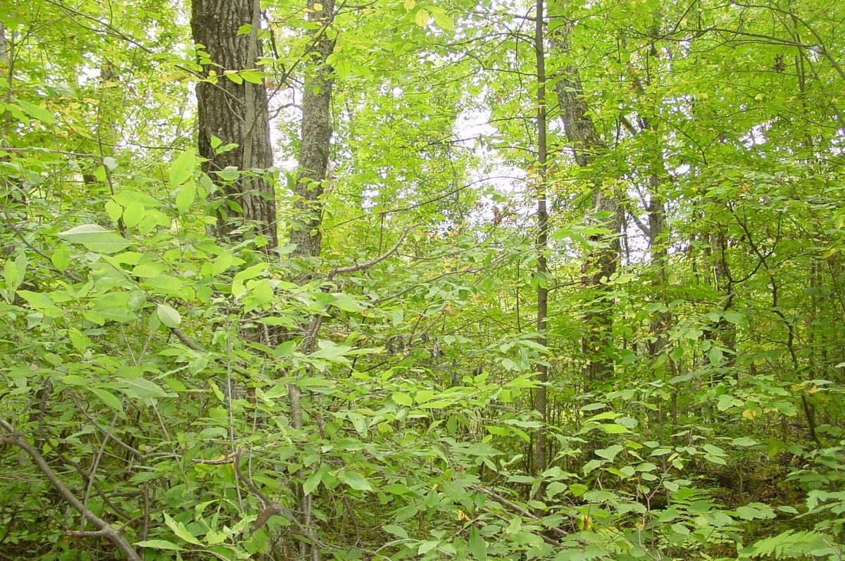 N5391 Hwy. 73, Ingram WI 54526 - Residential house for sale - MLS #1604886 - image31