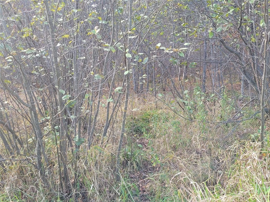 N10835 Kovar Road, Merrillan WI 54741 - Land house for sale - MLS #1606219 - image23