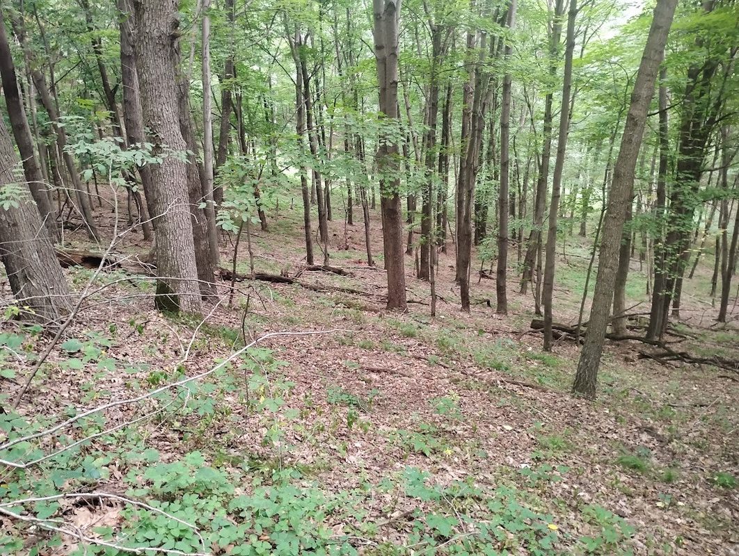 0 1130th, Colfax WI 54730 - Land house for sale - MLS #1604452 - image14