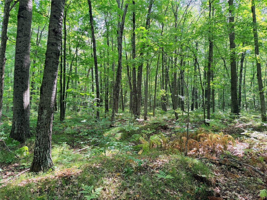 30 Acres County Highway X, Glen Flora WI 54526 - Land house for sale - MLS #1605967 - image15