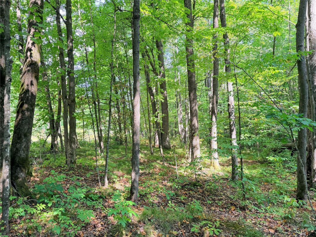 30 Acres County Highway X, Glen Flora WI 54526 - Land house for sale - MLS #1605967 - image20