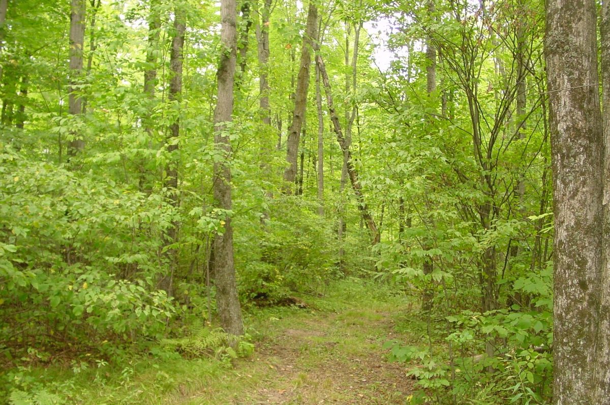 N5391 Hwy. 73, Ingram WI 54526 - Residential house for sale - MLS #1604886 - image30
