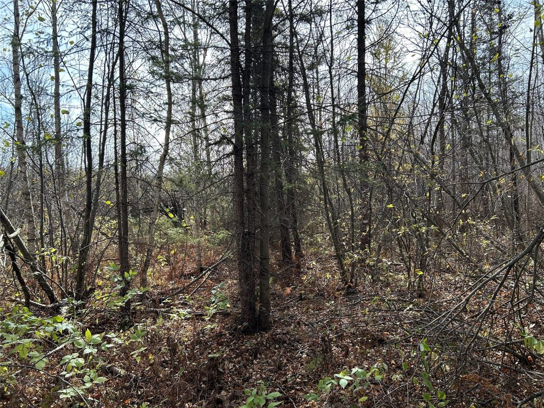 On Sheep Camp Road, Ladysmith WI 54848 - Land house for sale - MLS #1605075 - image8