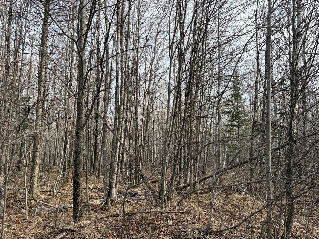 ON County Highway B, Winter WI 54896 - Land house for sale - MLS #1599277 - image6