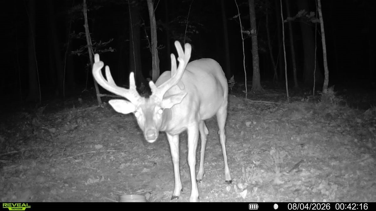 1,711 Acres County Highway C & Comet Road, Exeland WI 54835 - Land house for sale - MLS #1595405 - image8