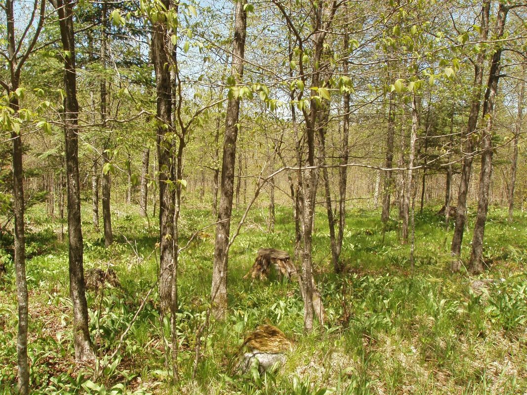 120 +/- Acres Off County Highway N, Glidden WI 54527 - Land house for sale - MLS #1601094 - image13