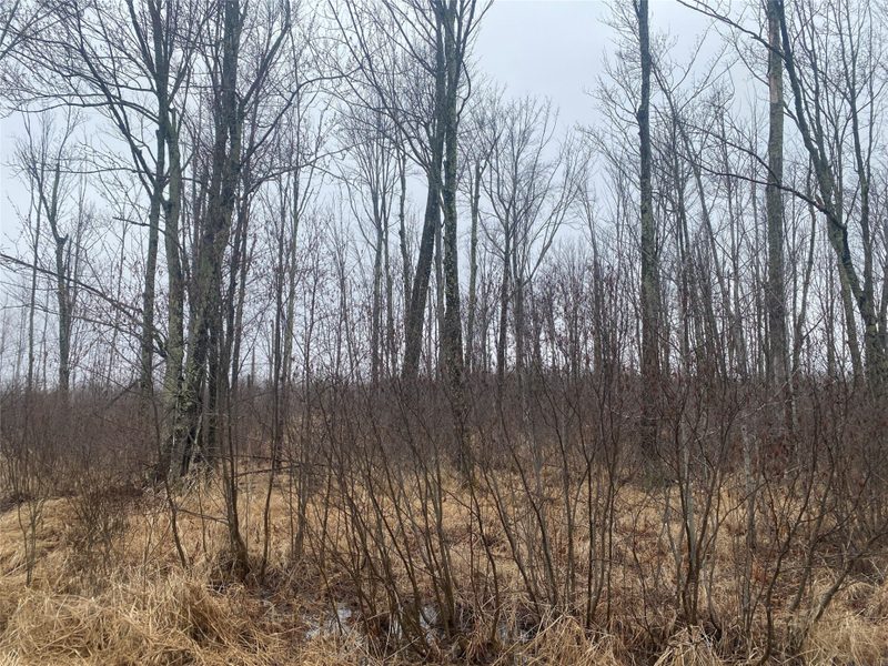 ON Shauger Road