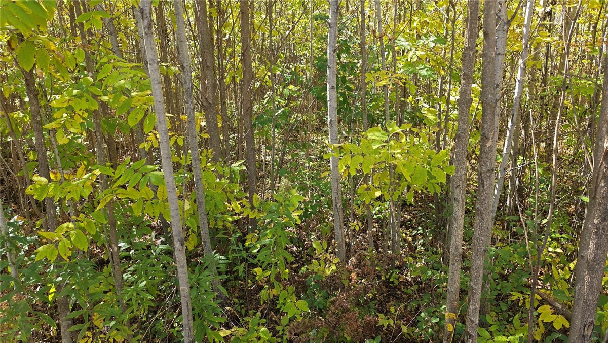 On County HWY W, Winter WI 54896 - Land house for sale - MLS #1605419 - image7