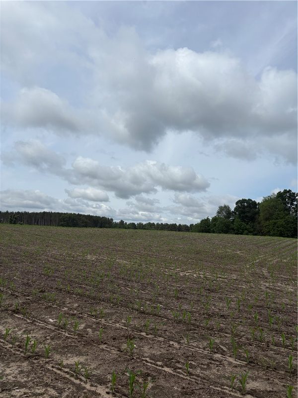 0 Walkers Road, Humbird, WI
