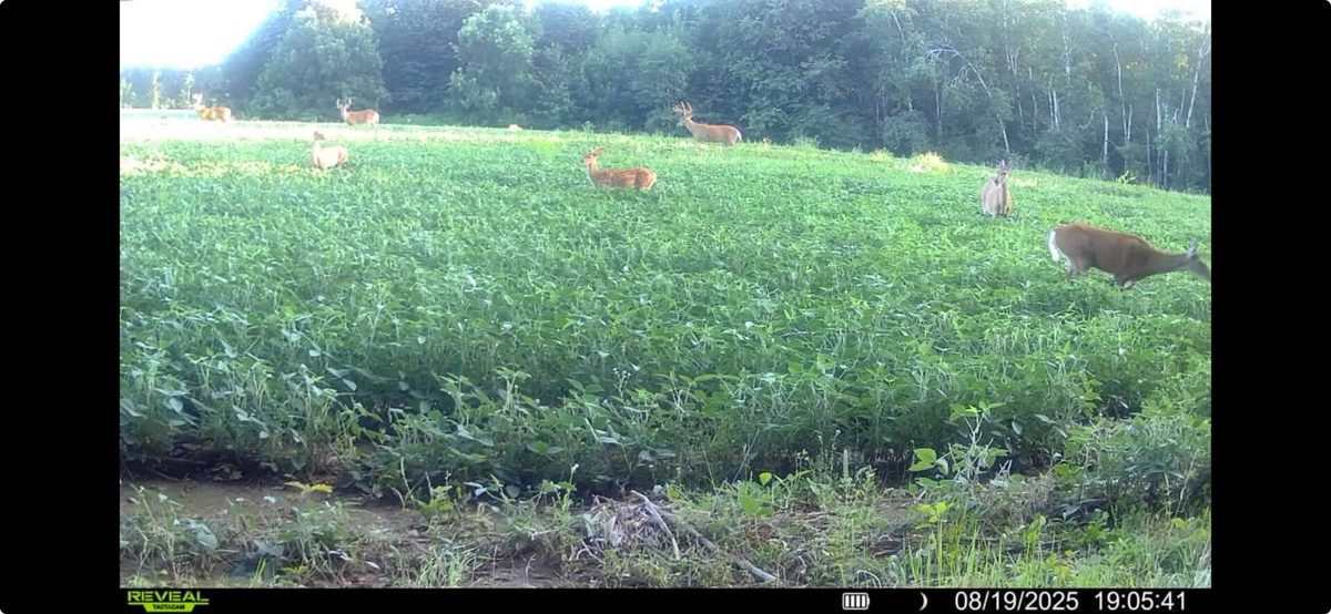 N8771 Fye Road, Trego WI 54888 - Land house for sale - MLS #1603147 - image15