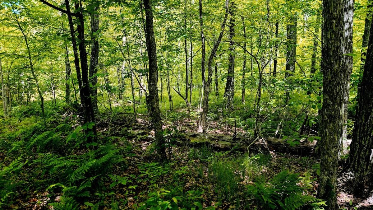 W4241 Walrath Road, Glen Flora WI 54526 - Residential house for sale - MLS #1601860 - image42